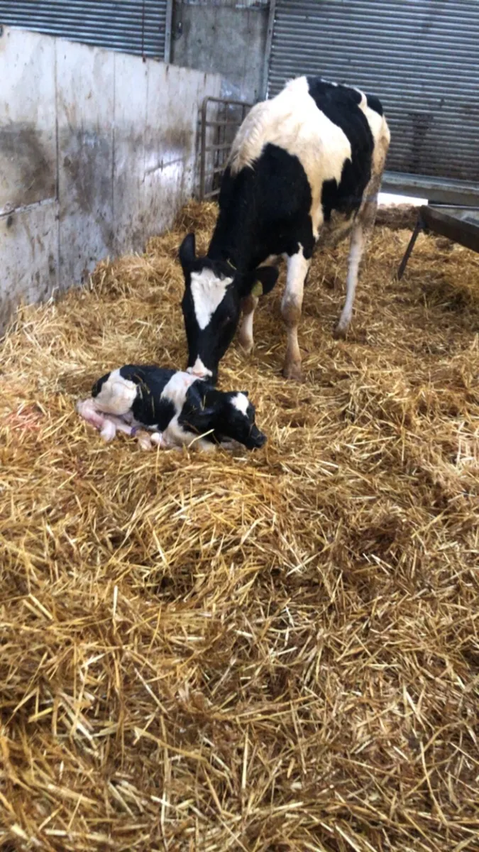 Cow scanning service - Image 3