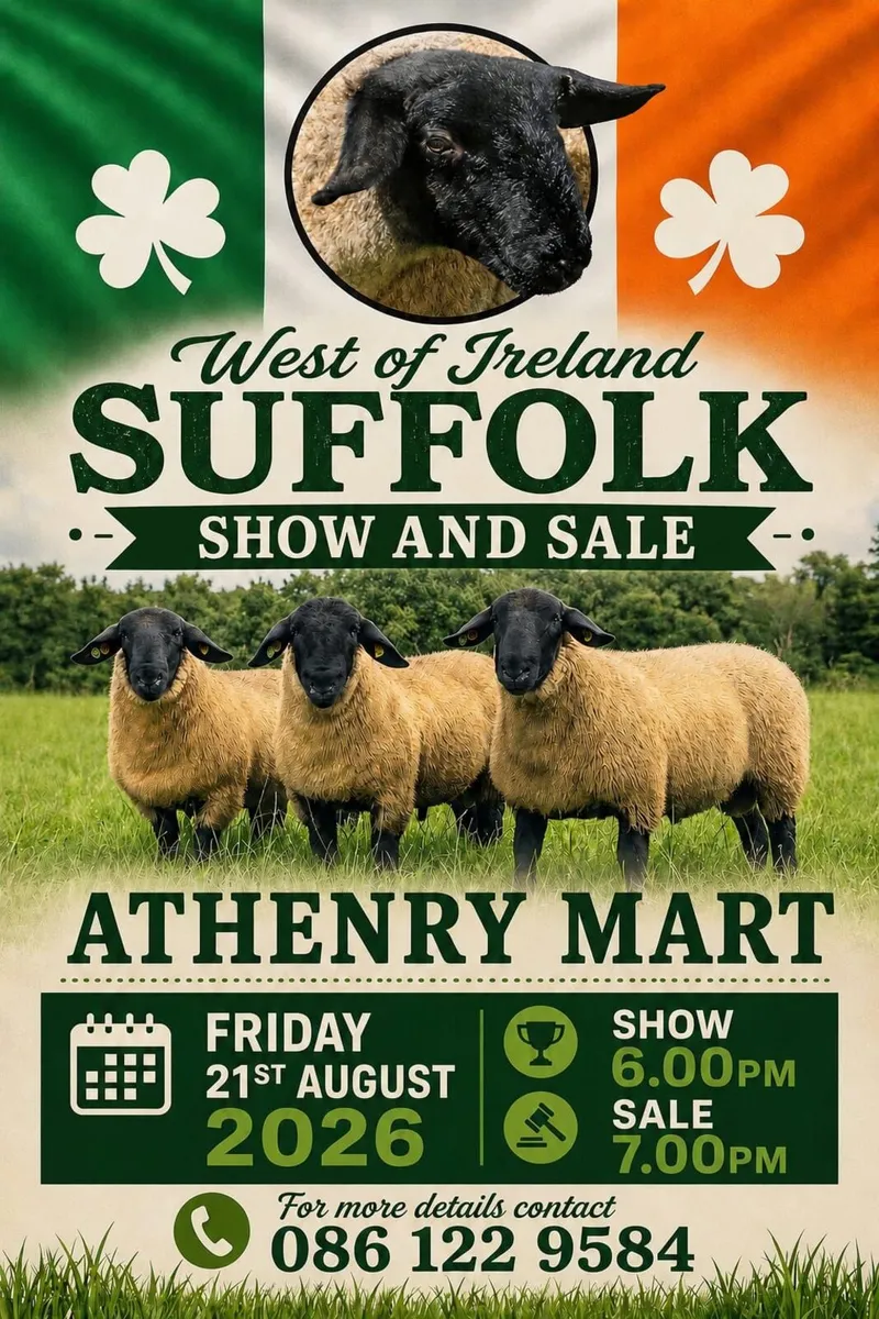 Suffolk Ram Sale Athenry Mart Friday 21st August