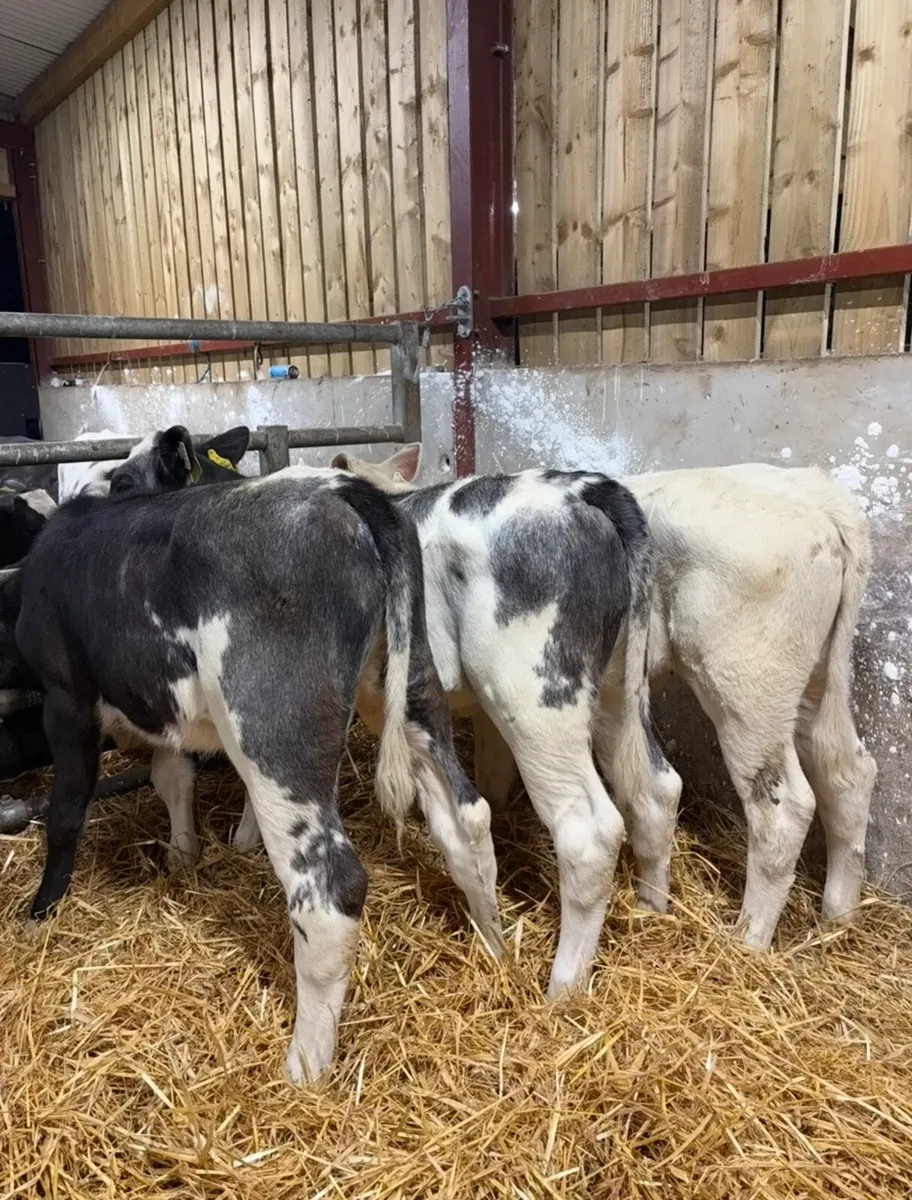 3 super top quality shorthorn heifers 🔥🔥 - Image 1