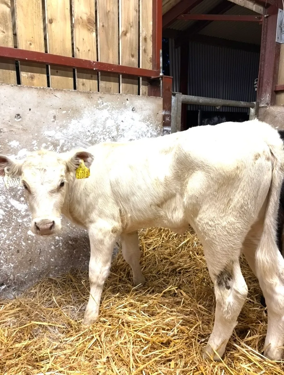 3 super top quality shorthorn heifers 🔥🔥 - Image 2