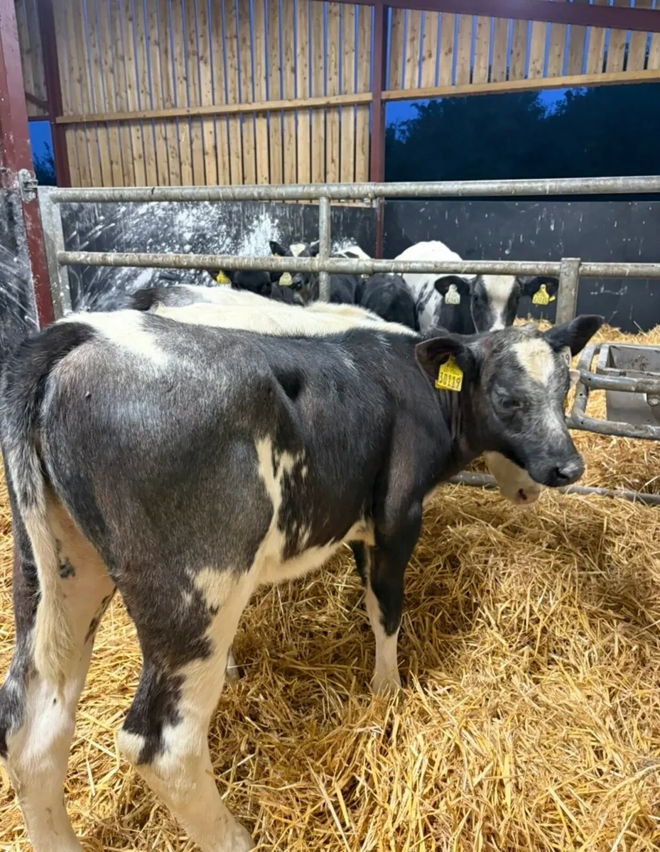 3 super top quality shorthorn heifers 🔥🔥 - Image 3