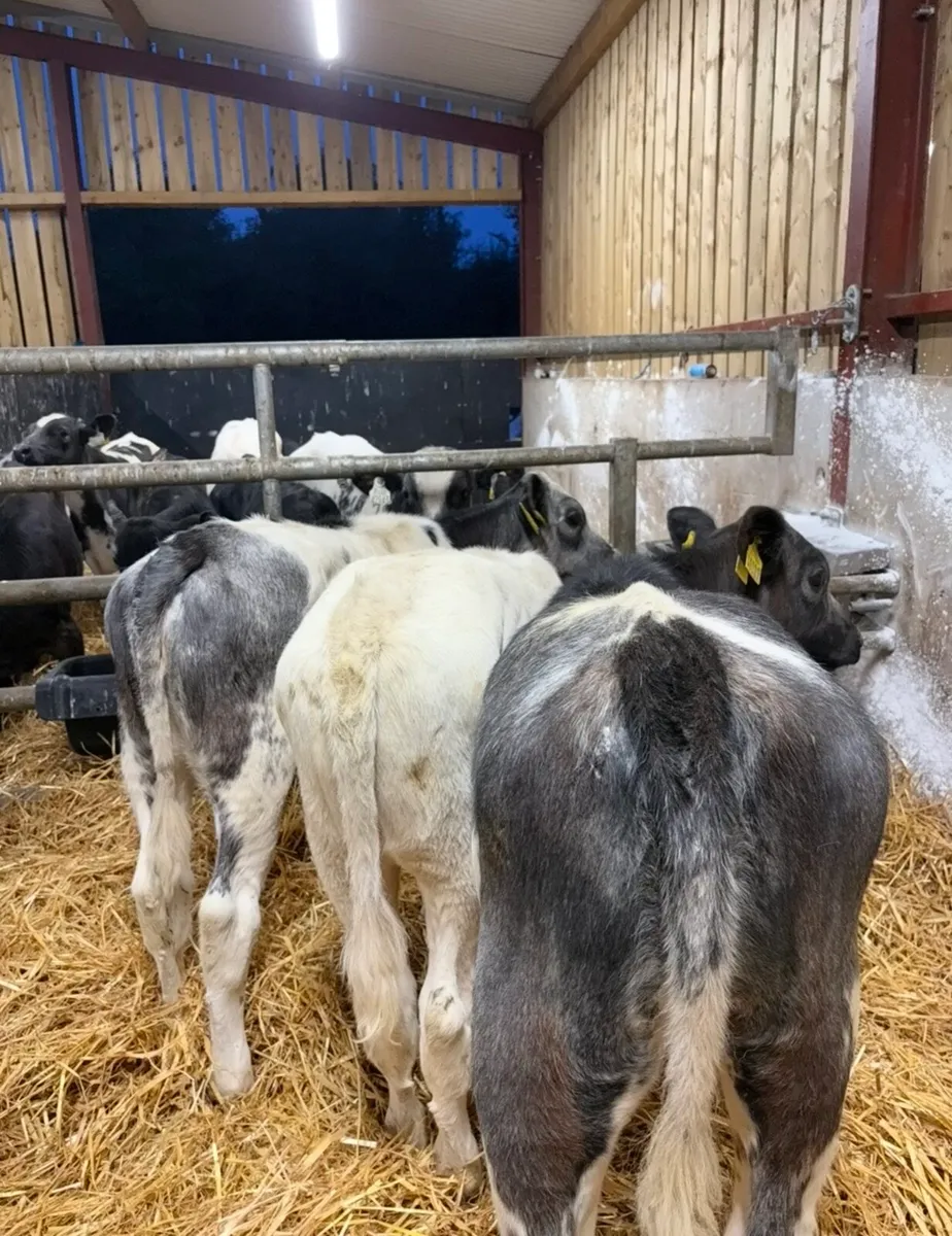 3 super top quality shorthorn heifers 🔥🔥 - Image 4
