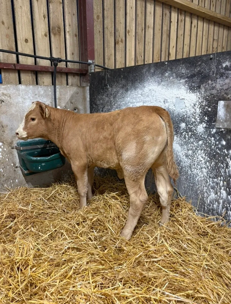 The cream of the crop (Cow Maker)😍😍 - Image 3
