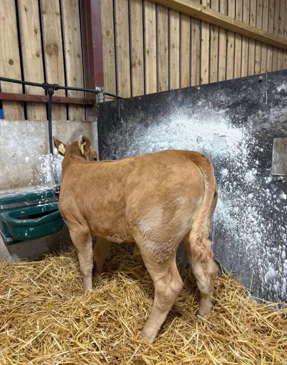 The cream of the crop (Cow Maker)😍😍 - Image 4