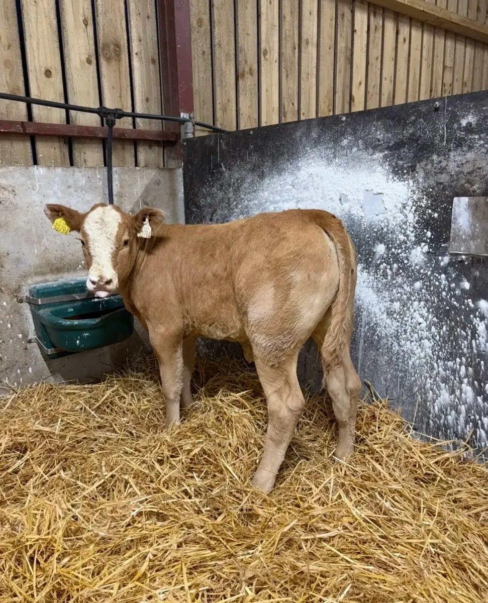 The cream of the crop (Cow Maker)😍😍 - Image 2