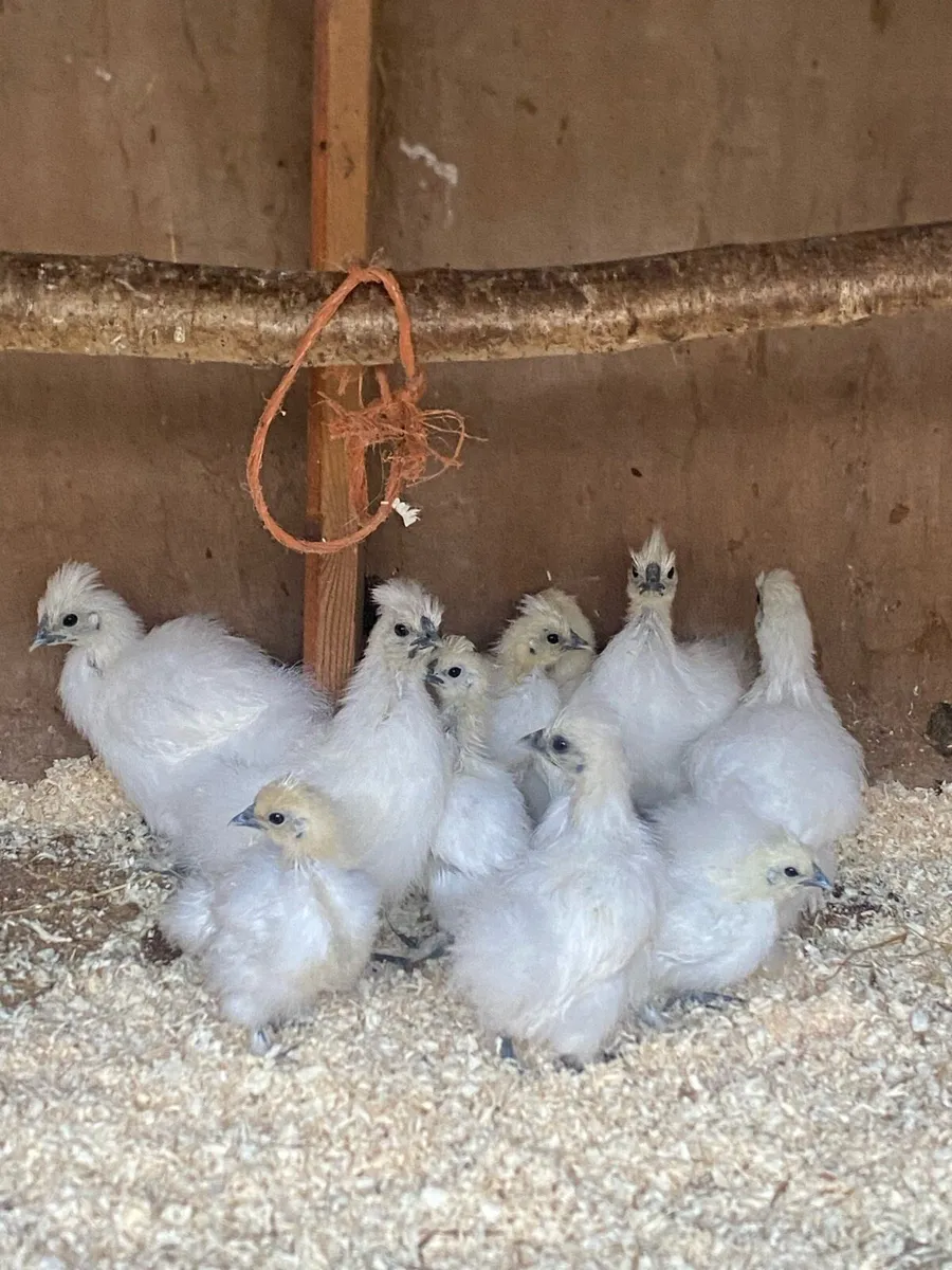 Growers for sale silkie,wyndottes and more - Image 2
