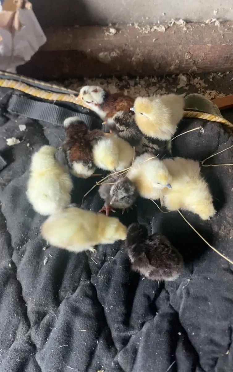 Growers for sale silkie,wyndottes and more - Image 4