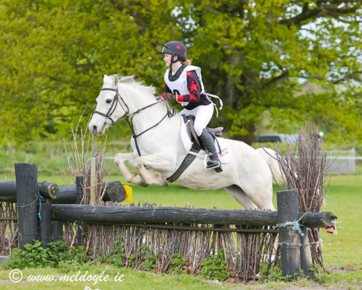 Connemara Pony - 13.2 - Image 1