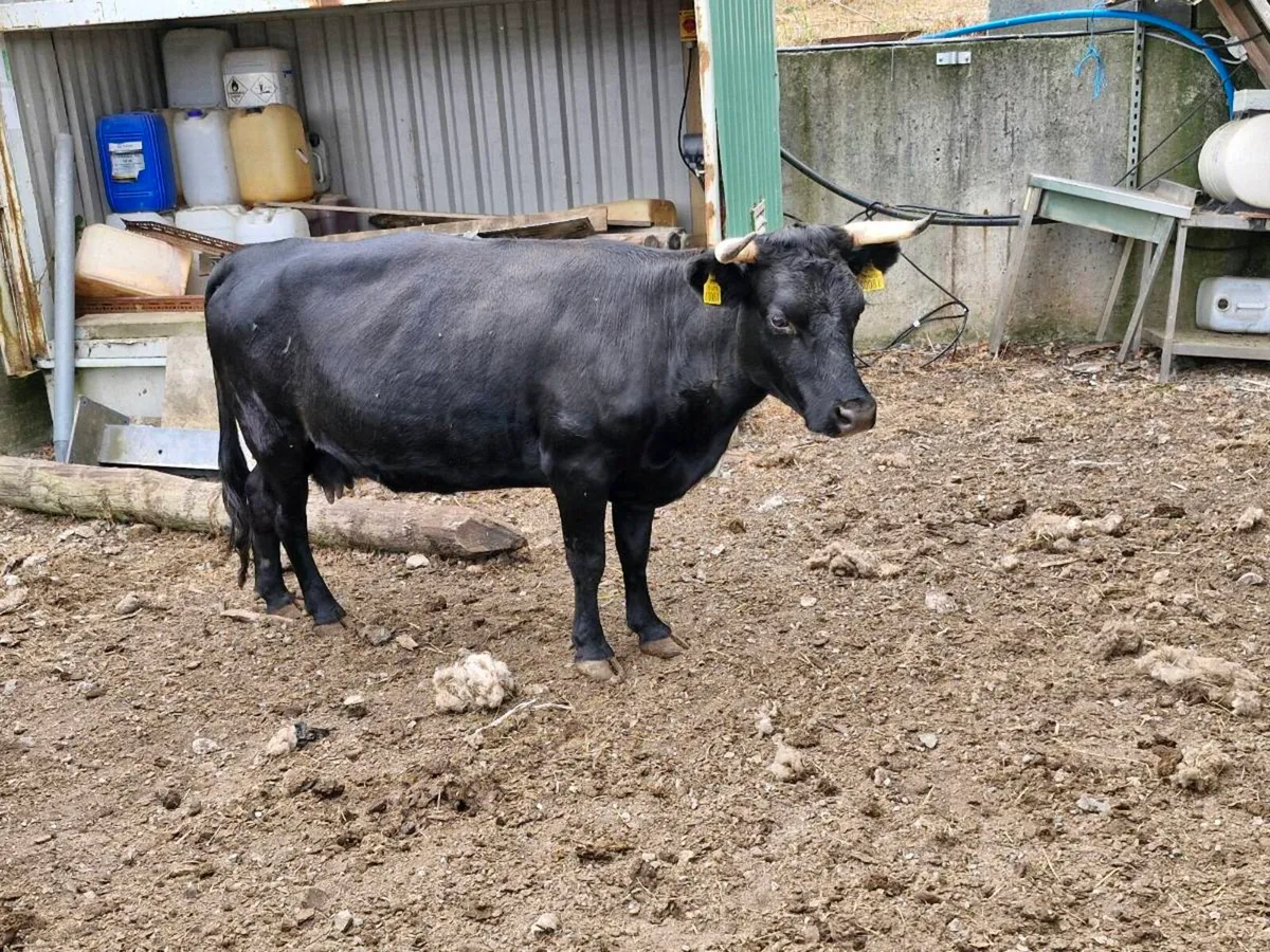 10 incalf Dexter cows and Bull Enniscorthy Mart - Image 1