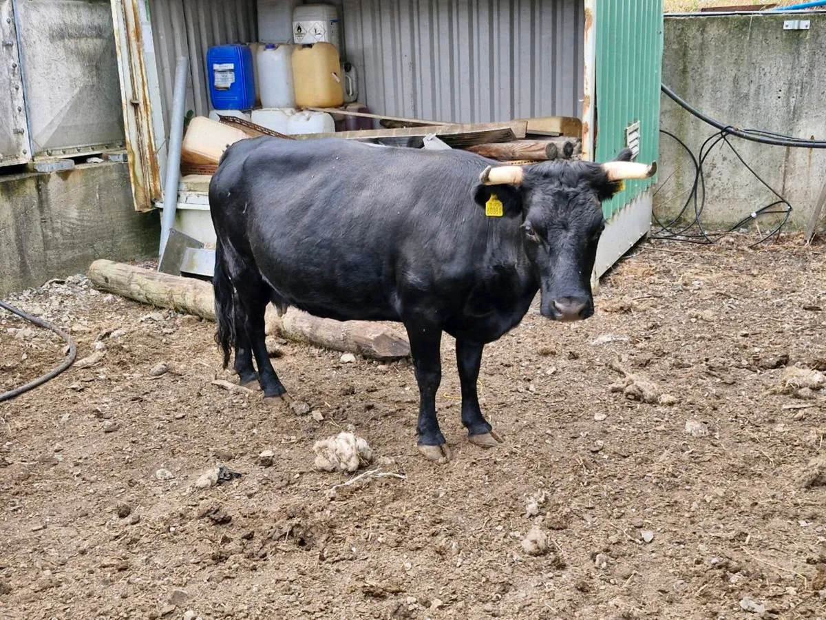 10 incalf Dexter cows and Bull Enniscorthy Mart - Image 2