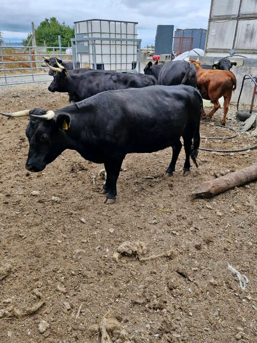 10 incalf Dexter cows and Bull Enniscorthy Mart - Image 3