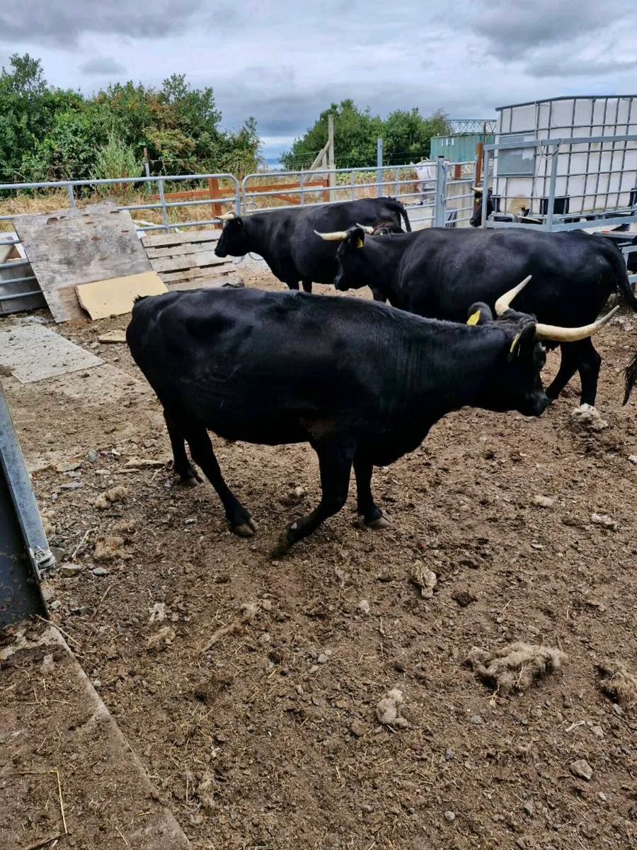 10 incalf Dexter cows and Bull Enniscorthy Mart - Image 4