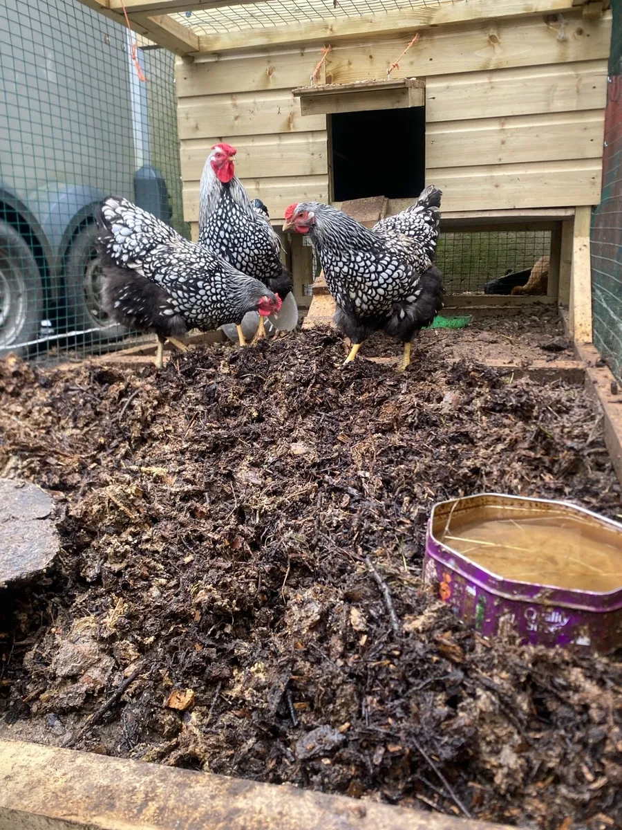Growers for sale silkie,wyndottes and more - Image 1
