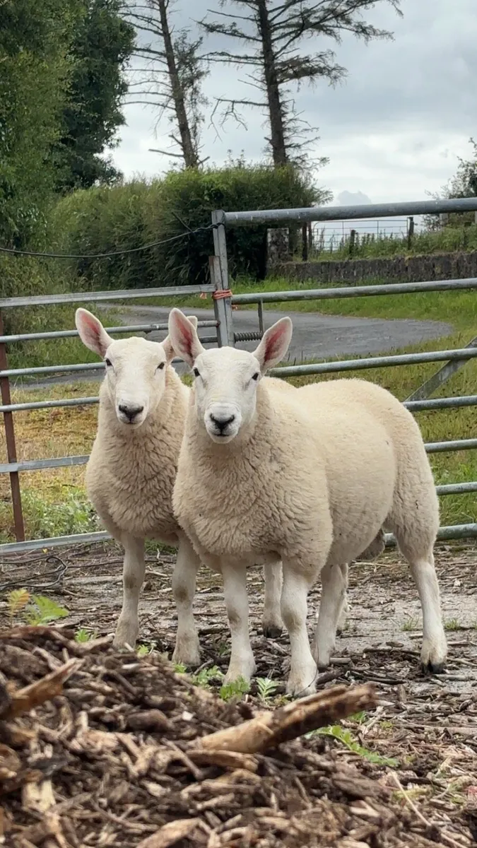 💥4 Pedigree North Country Cheviot ram lambs 💥 - Image 1