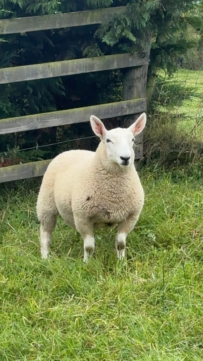 💥4 Pedigree North Country Cheviot ram lambs 💥 - Image 4