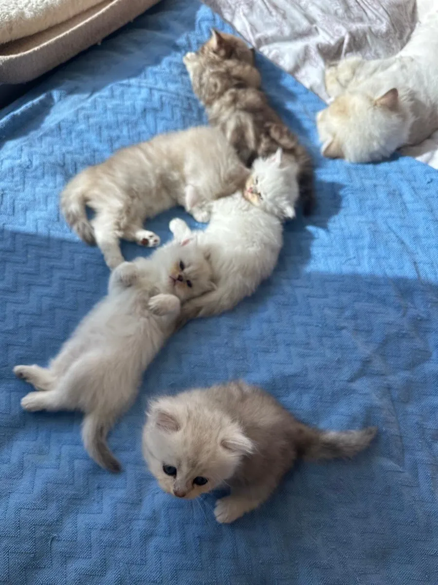 🐾 British Longhair Kittens - Image 4