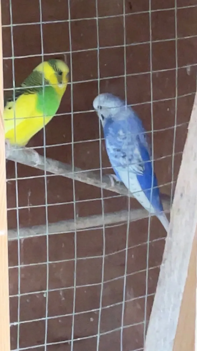 Budgies - Image 1