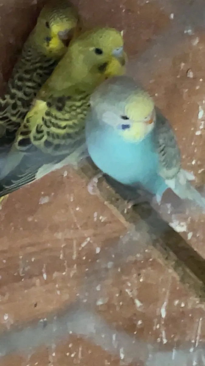 Budgies - Image 2