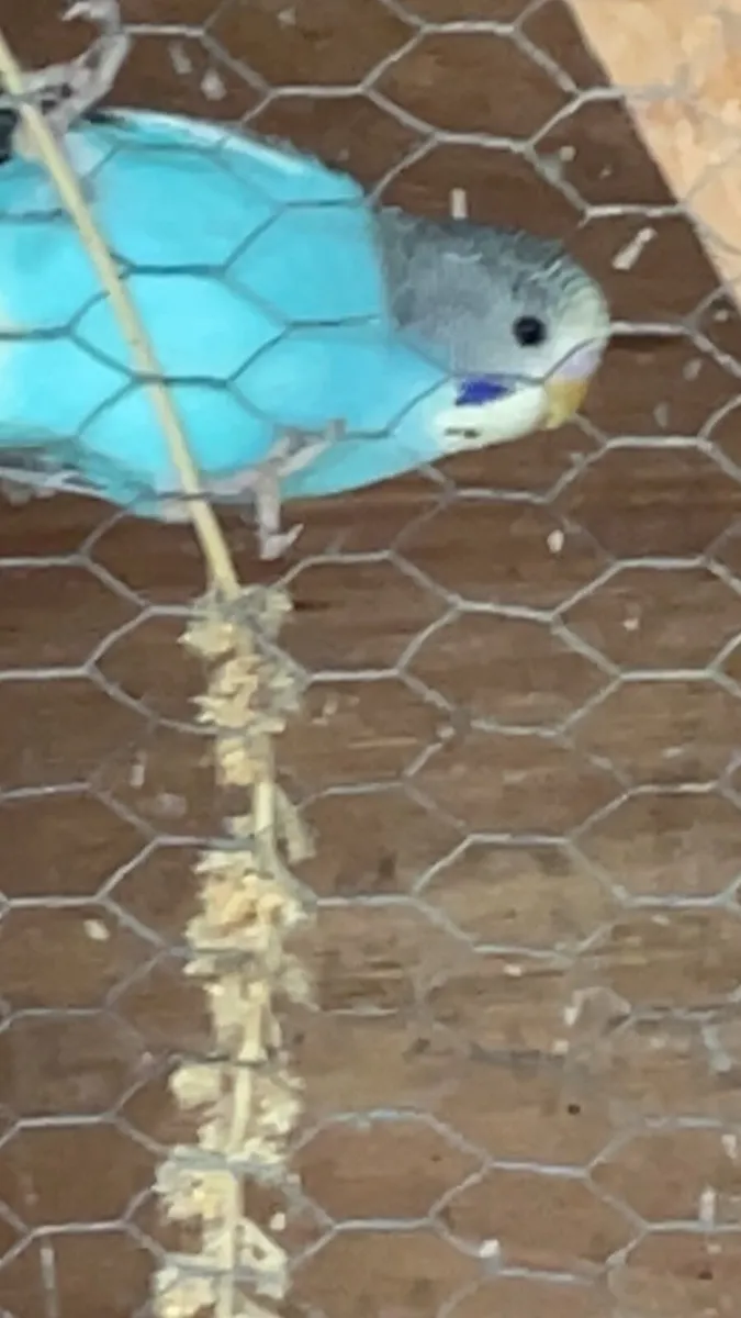 Budgies - Image 3