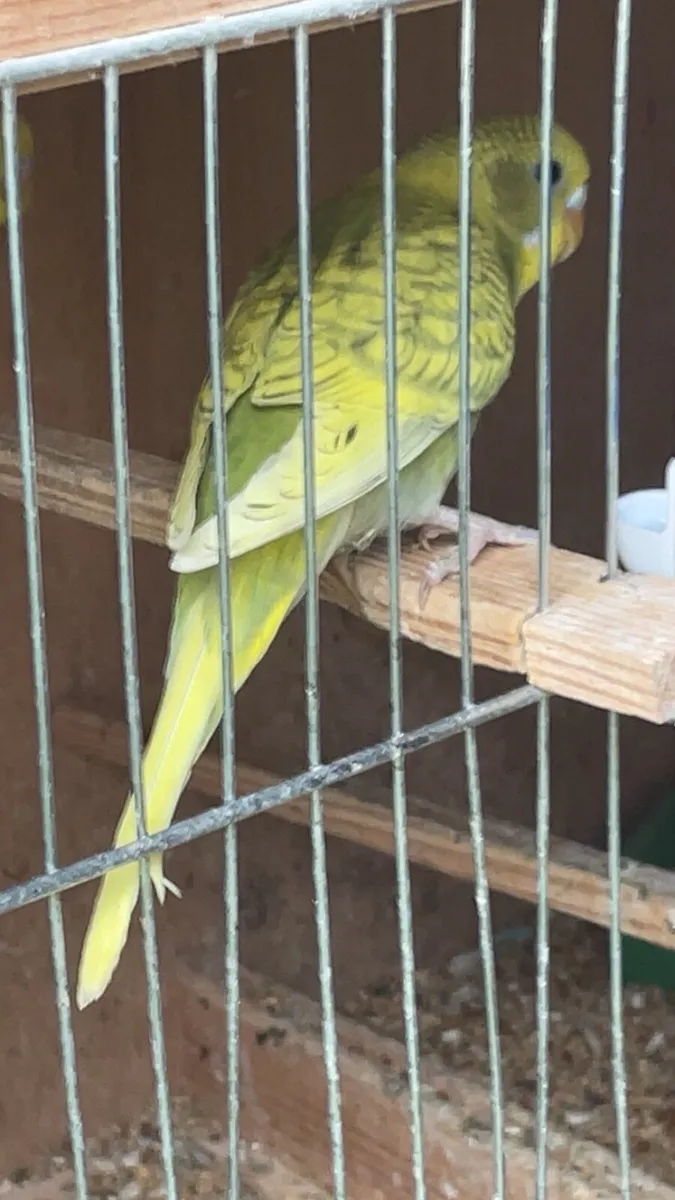 Budgies - Image 4