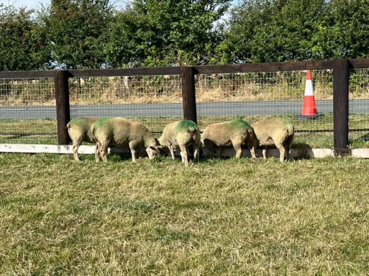 Pedigree Registered Charollais Hogget Ewes Served - Image 4