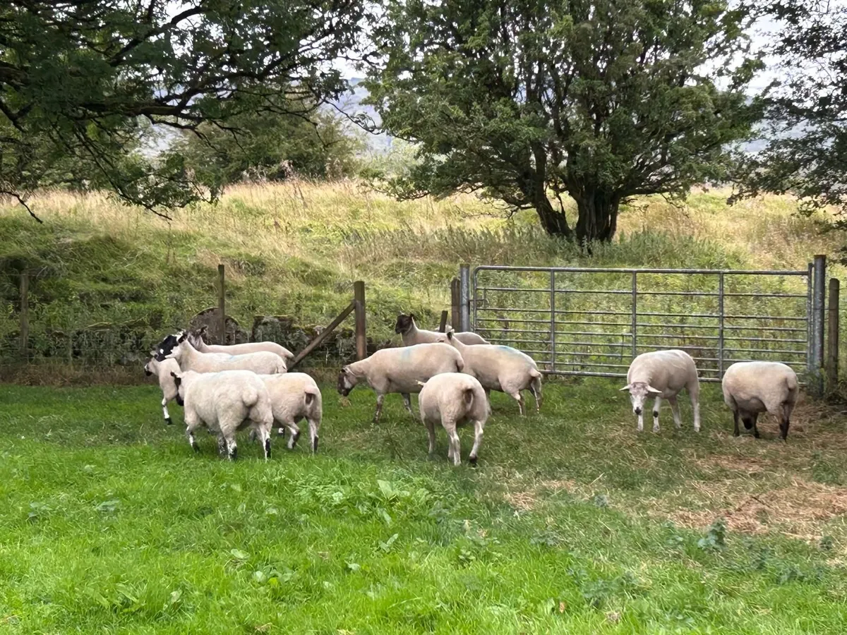 Hoggets - Image 2