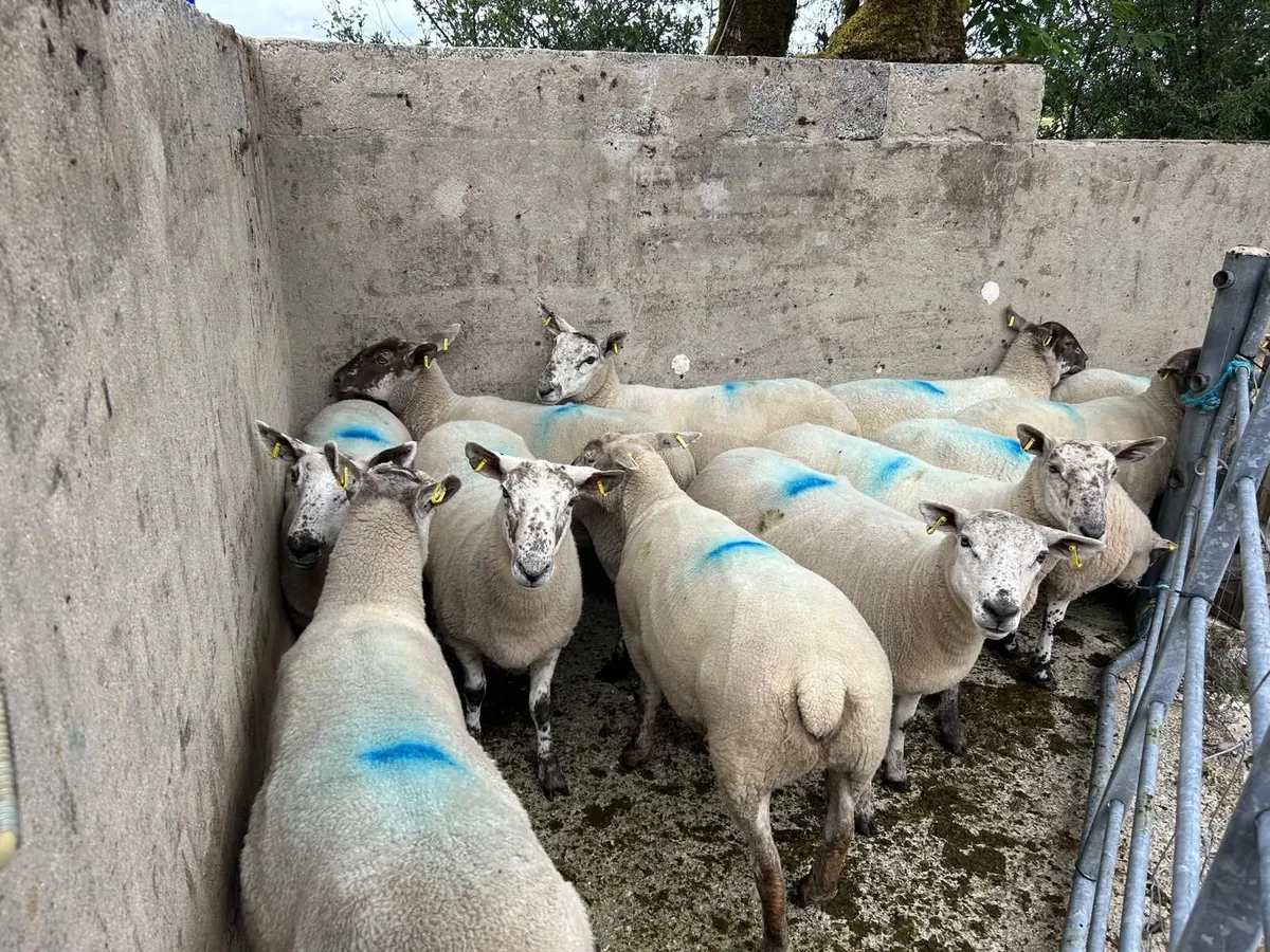 Hoggets - Image 3
