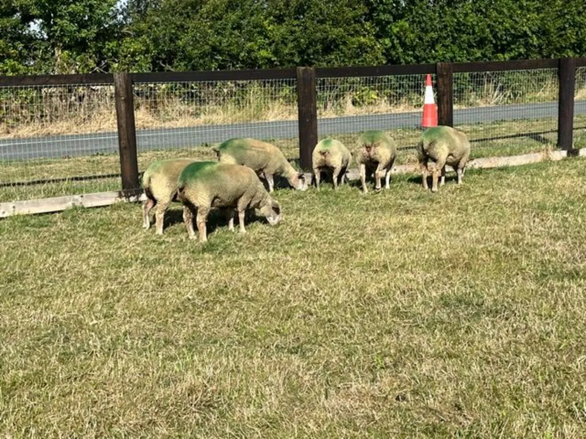 Pedigree Registered Charollais Hogget Ewes Served - Image 2