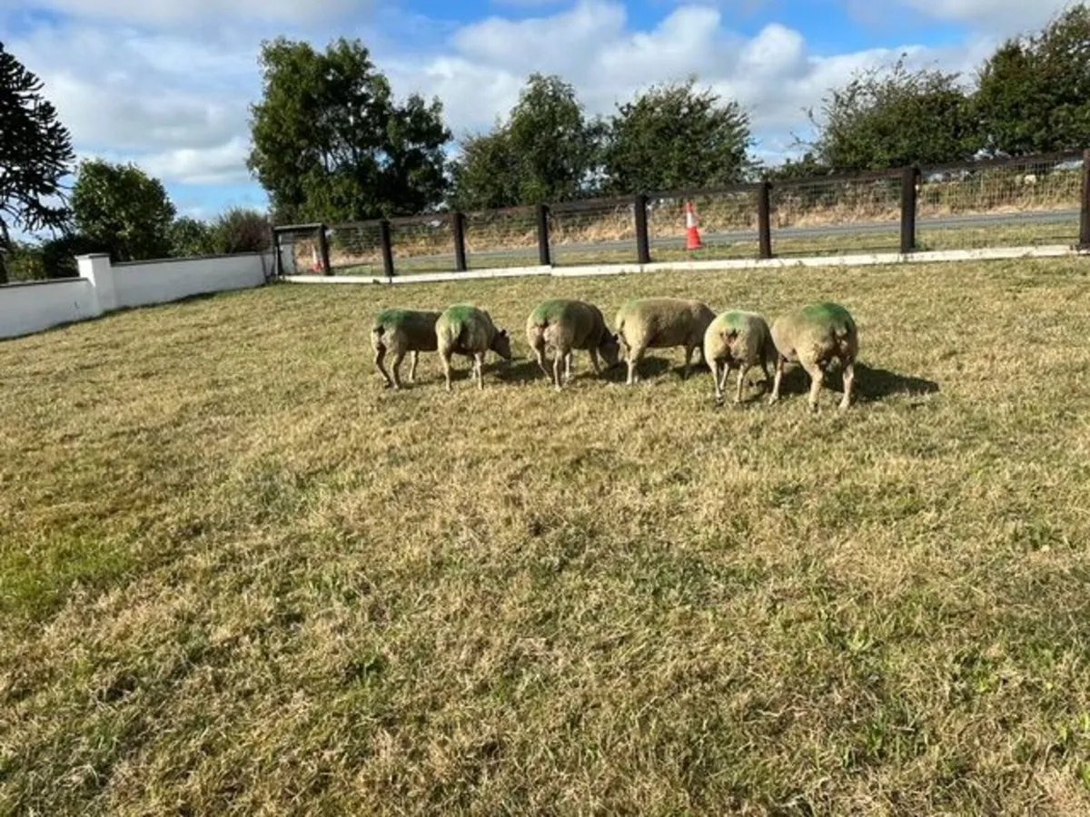 Pedigree Registered Charollais Hogget Ewes Served - Image 3