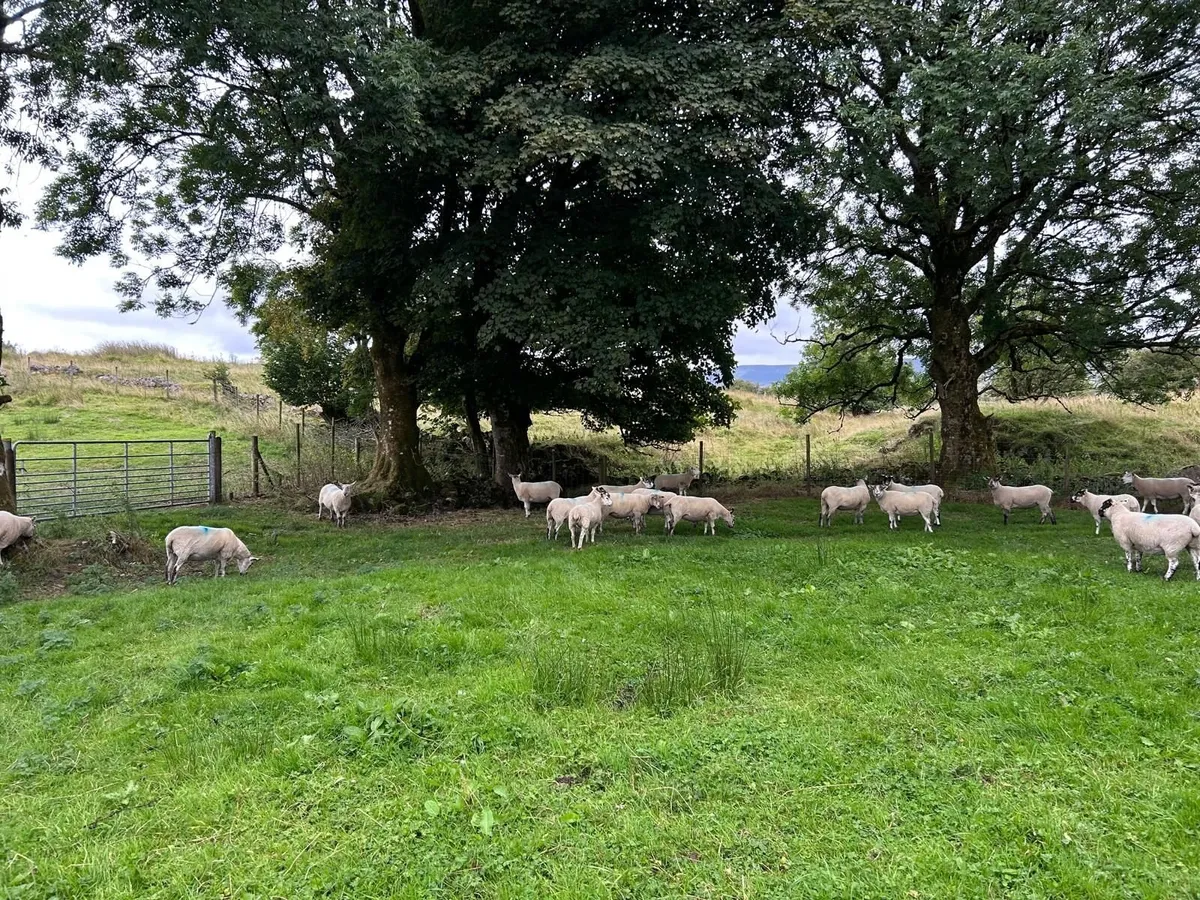 Hoggets - Image 4