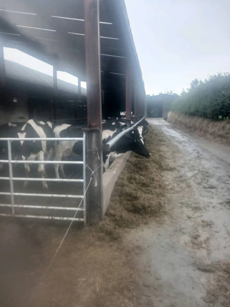 Work available on a dairy farm - Image 2