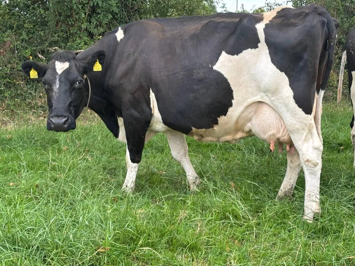 Work available on a dairy farm - Image 3