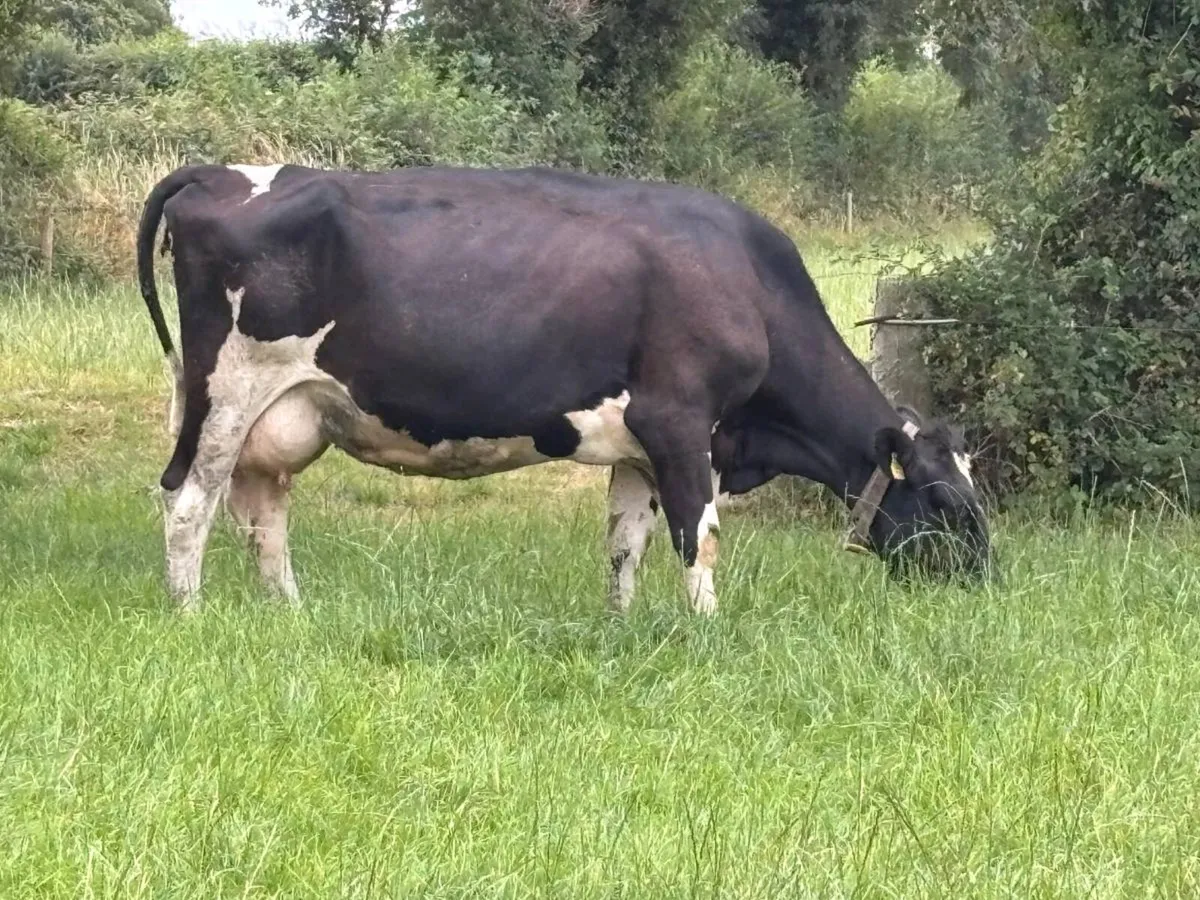 Work available on a dairy farm - Image 4
