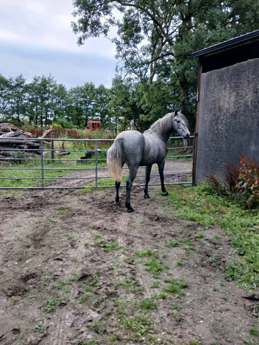 3 year old gelding - Image 1