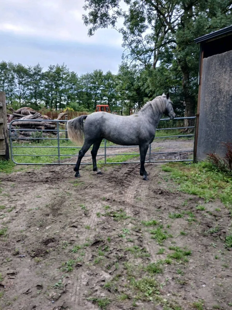 3 year old gelding - Image 3