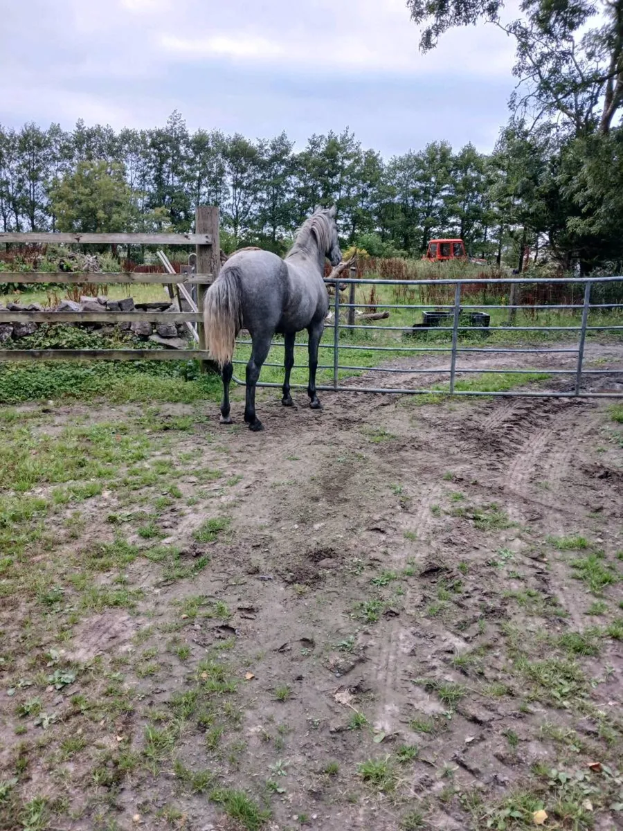 3 year old gelding - Image 4