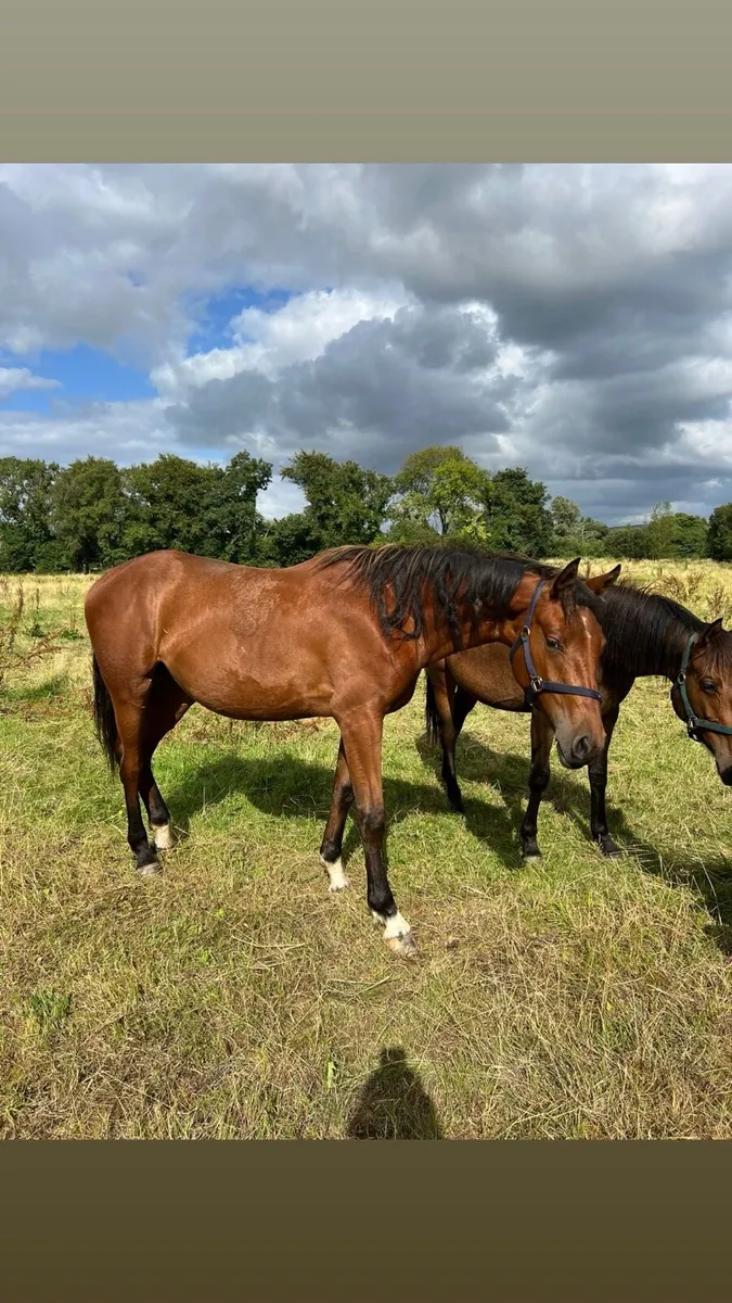 2yo conticco filly
