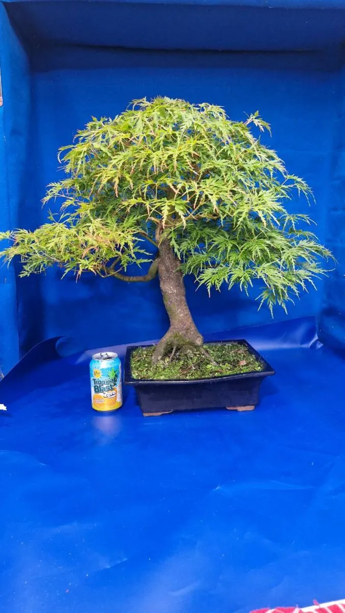 Mature Japanese Maple Bonsai — Laceleaf - Image 1