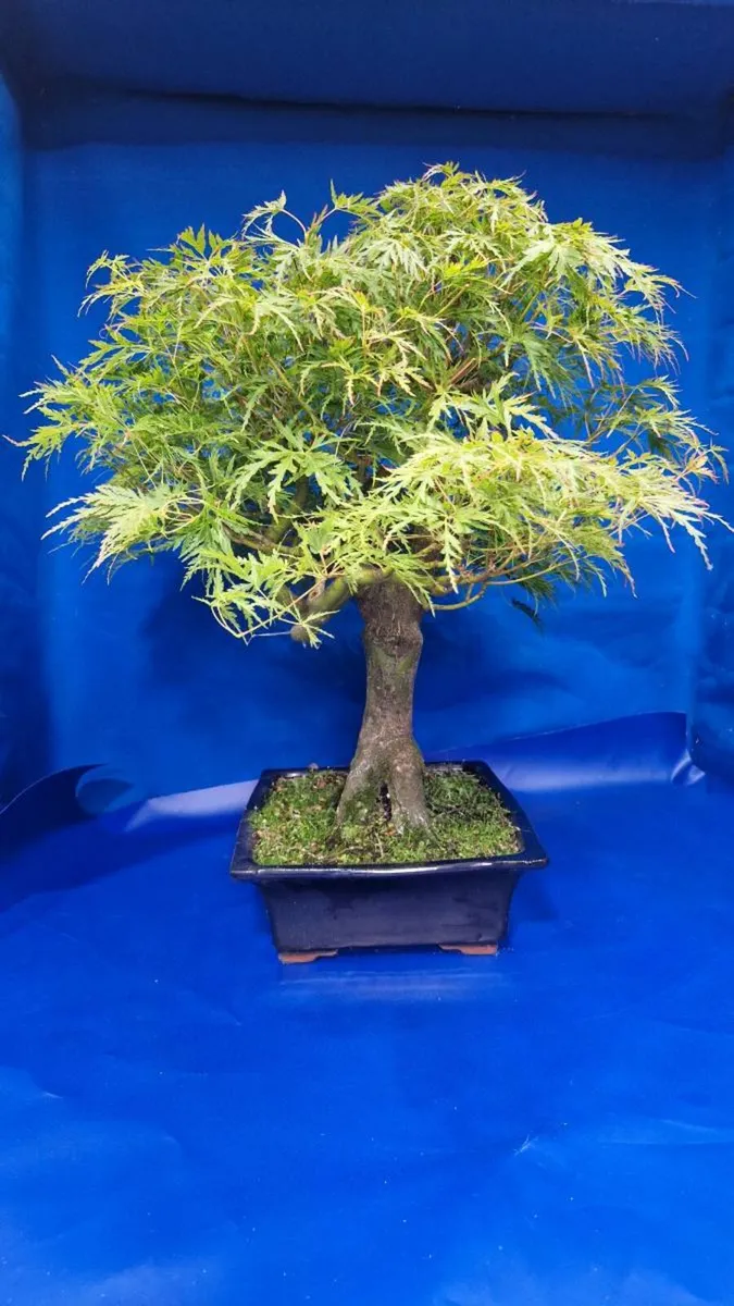 Mature Japanese Maple Bonsai — Laceleaf - Image 2