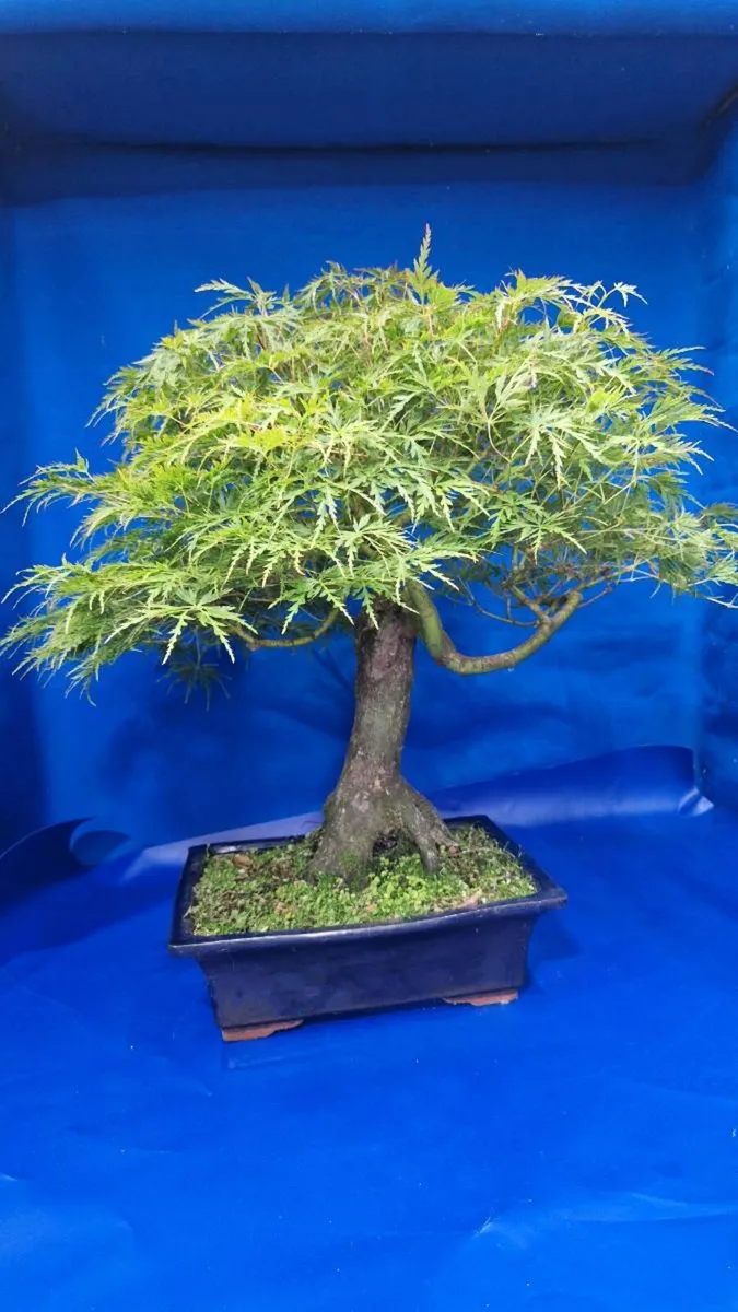 Mature Japanese Maple Bonsai — Laceleaf - Image 3