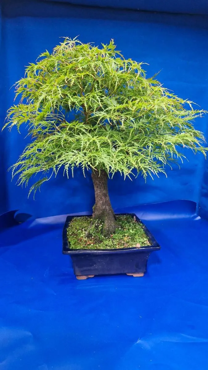 Mature Japanese Maple Bonsai — Laceleaf - Image 4