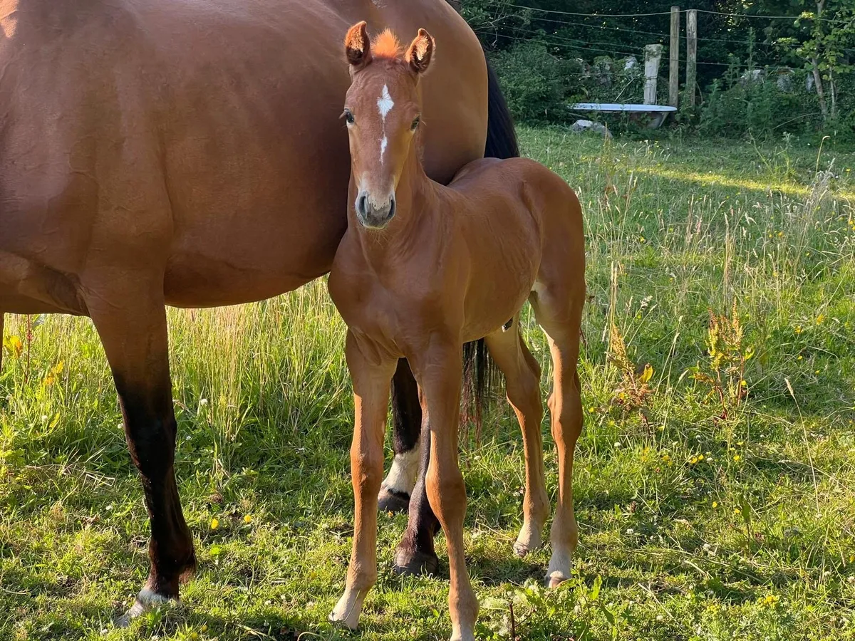 Luidam mare with CSF Castlelawn Emerald foal - Image 2