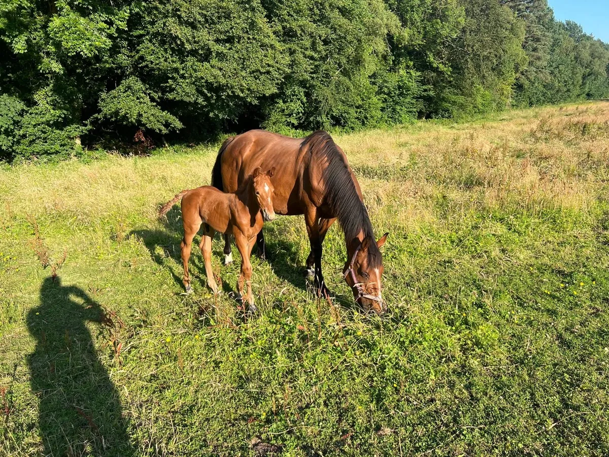 Luidam mare with CSF Castlelawn Emerald foal - Image 4