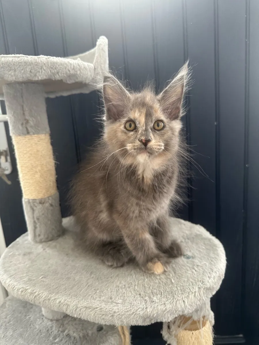 Maine Coon Kittens - Image 2
