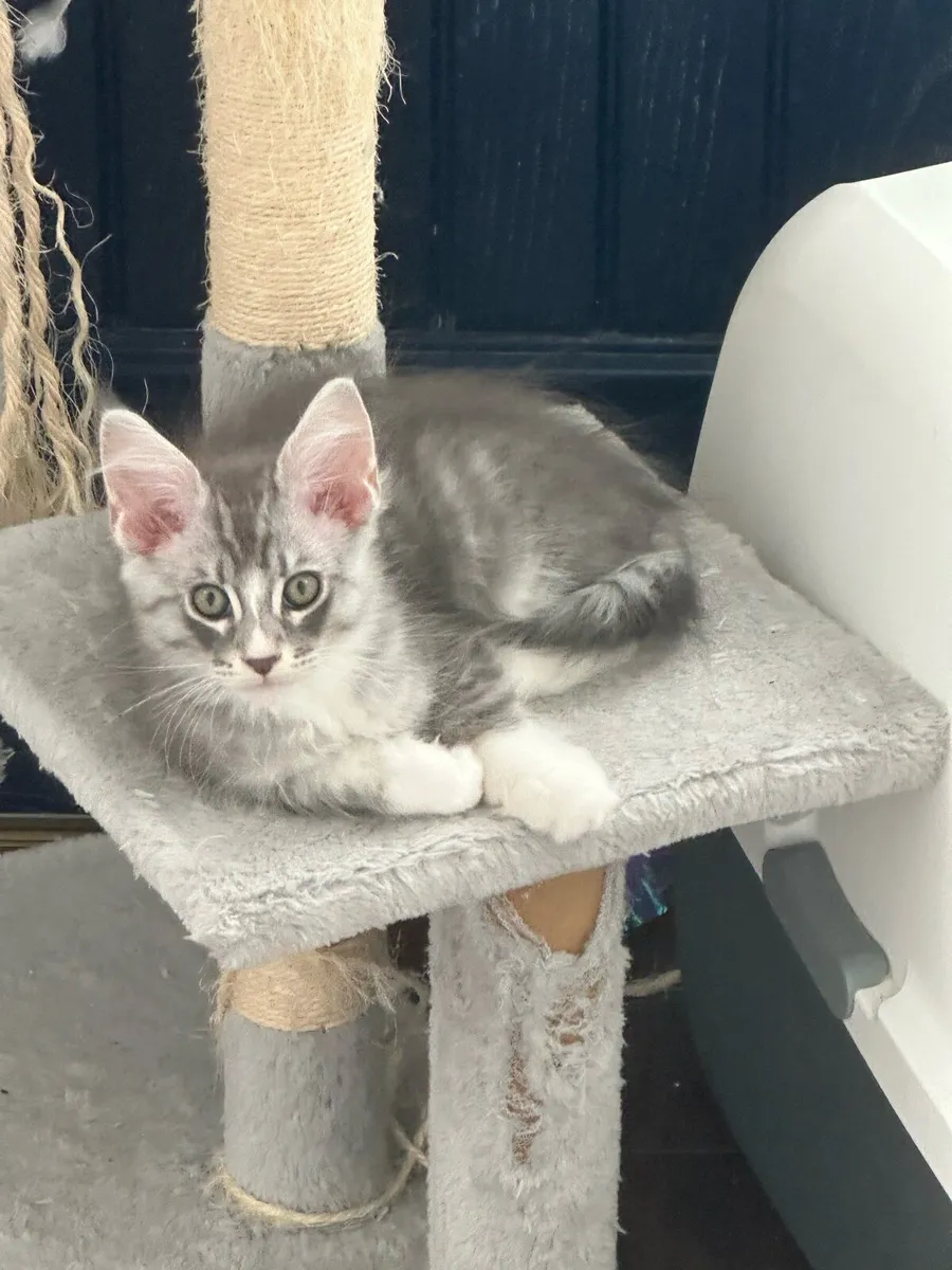 Maine Coon Kittens - Image 3