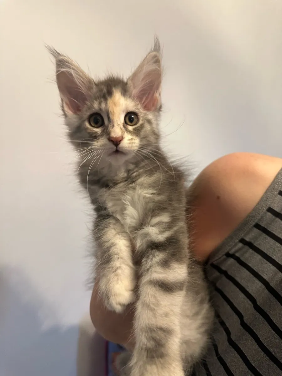 Maine Coon Kittens - Image 4