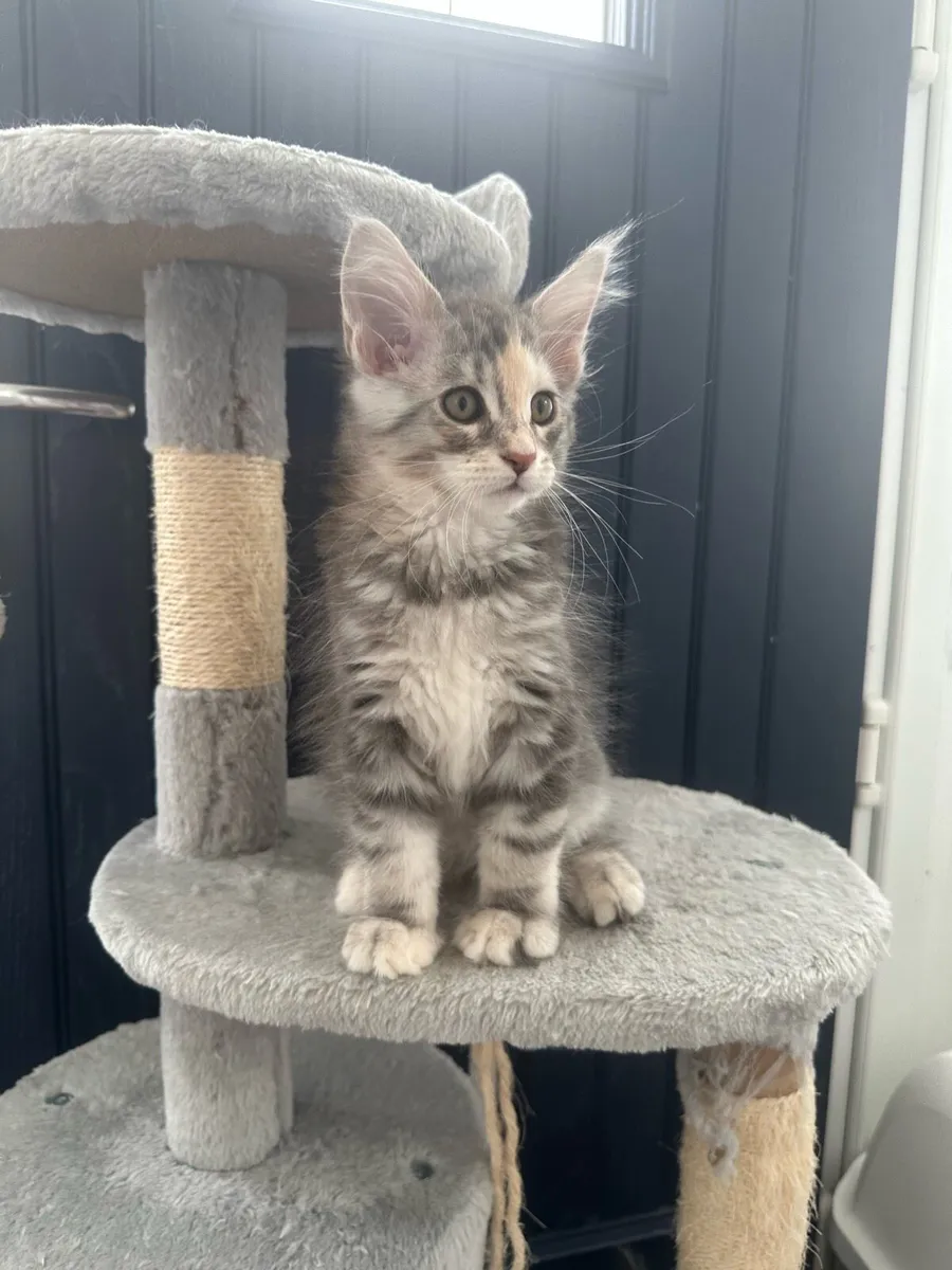 Maine Coon Kittens - Image 1
