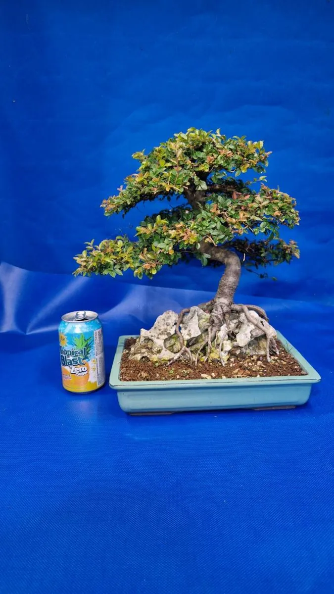 Chinese Elm Bonsai - Image 1