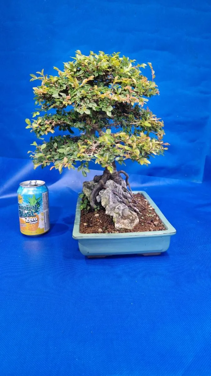 Chinese Elm Bonsai - Image 2