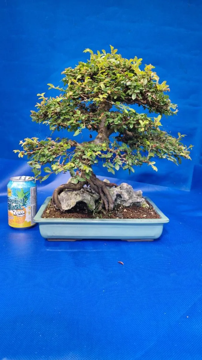 Chinese Elm Bonsai - Image 3